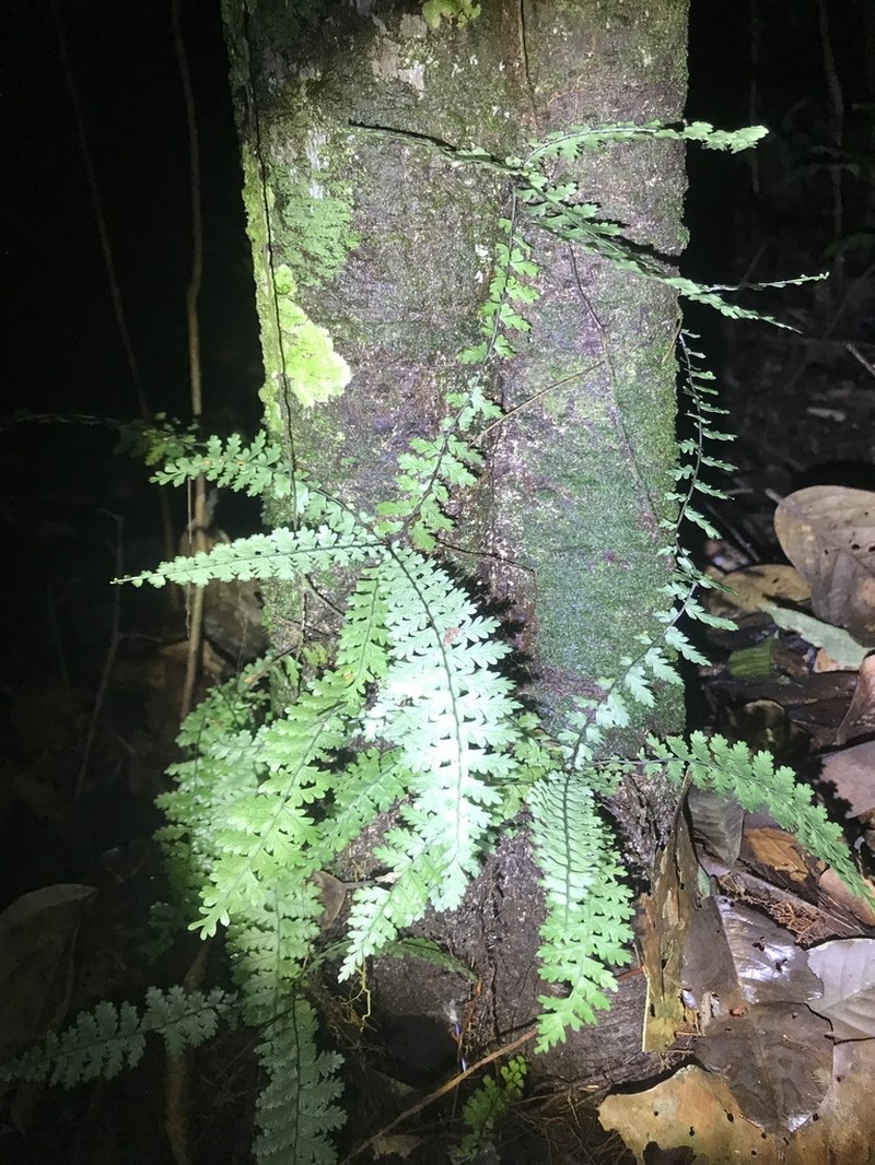 Asplenium hallii