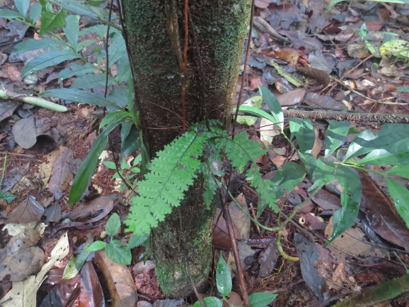 Asplenium hallii photo 2