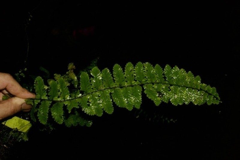 Asplenium hallii photo 3