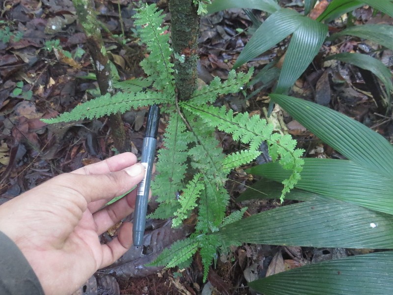 Asplenium hallii photo 4