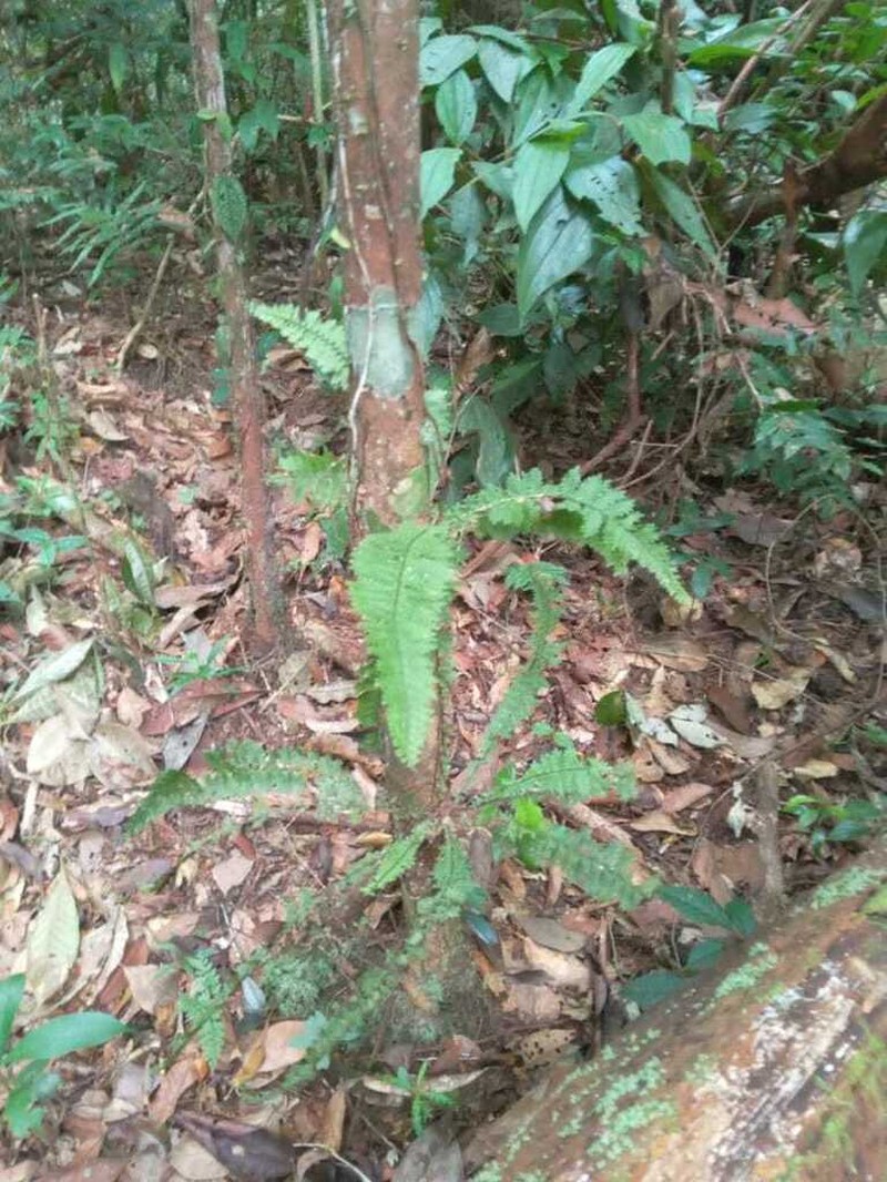 Asplenium hallii photo 5