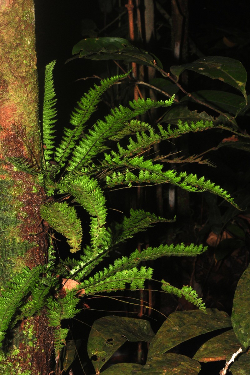 Asplenium hallii photo 6