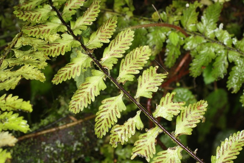 Asplenium hallii photo 7