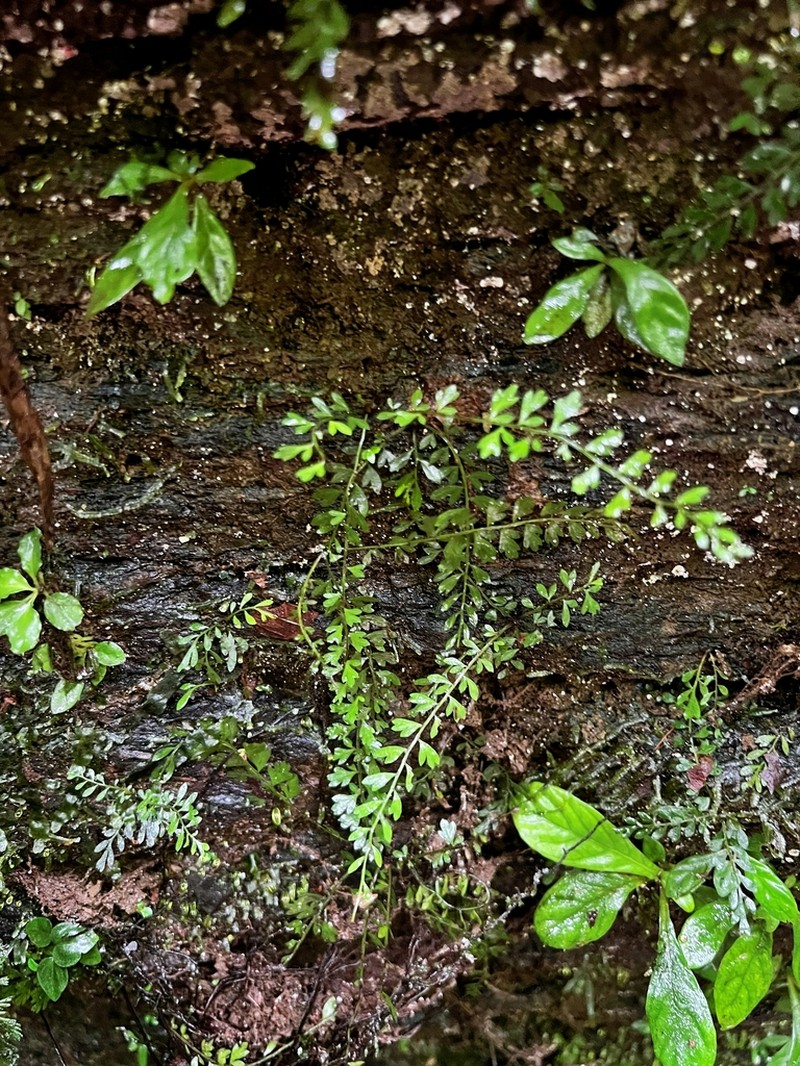 Asplenium hallii photo 8