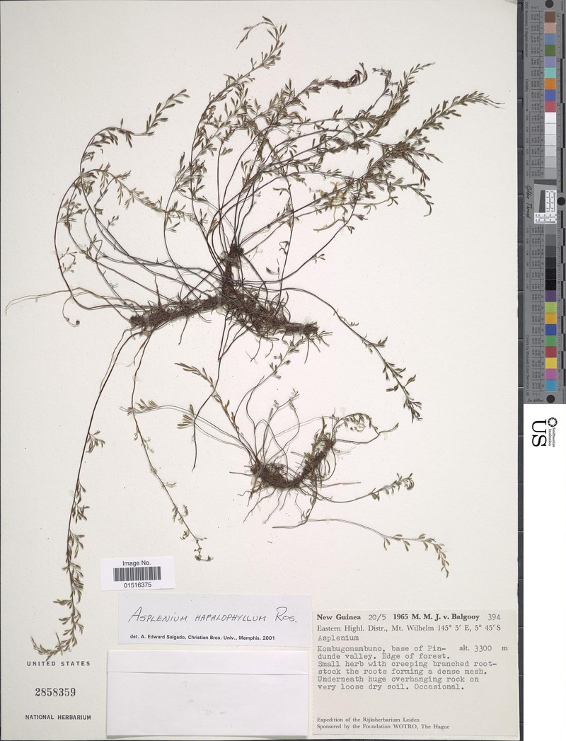 Asplenium hapalophyllum