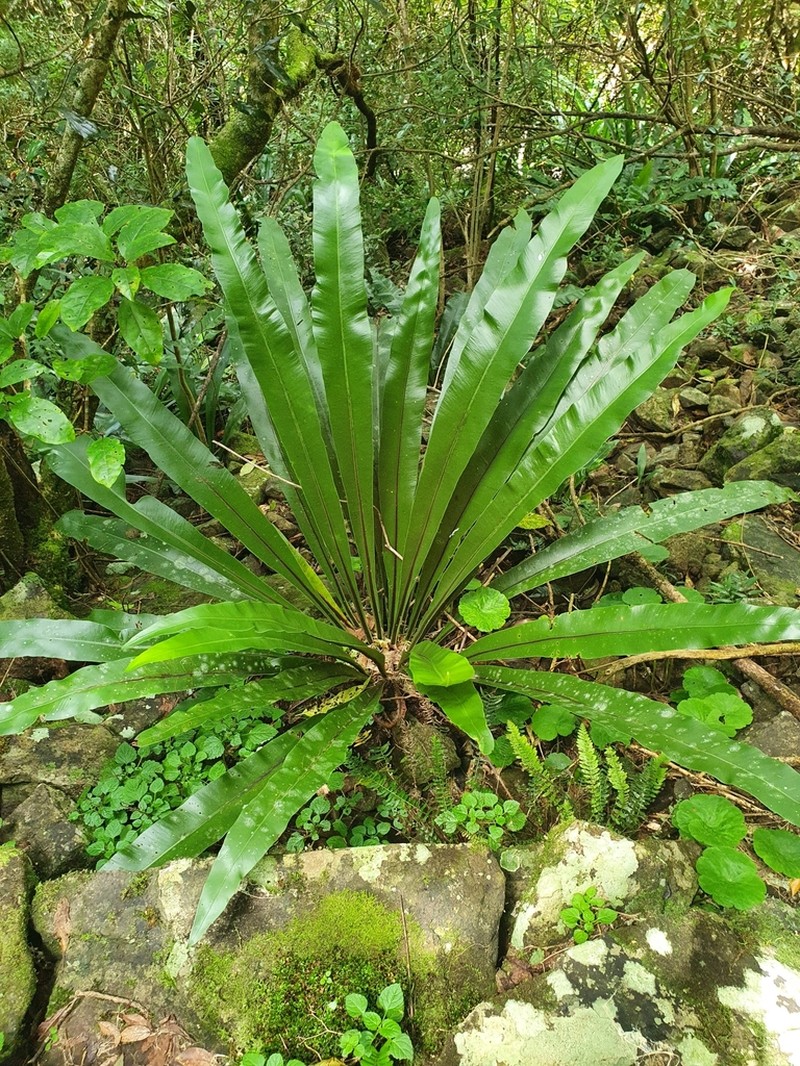 Asplenium harmanii