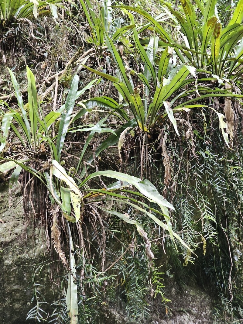 Asplenium harmanii photo 2