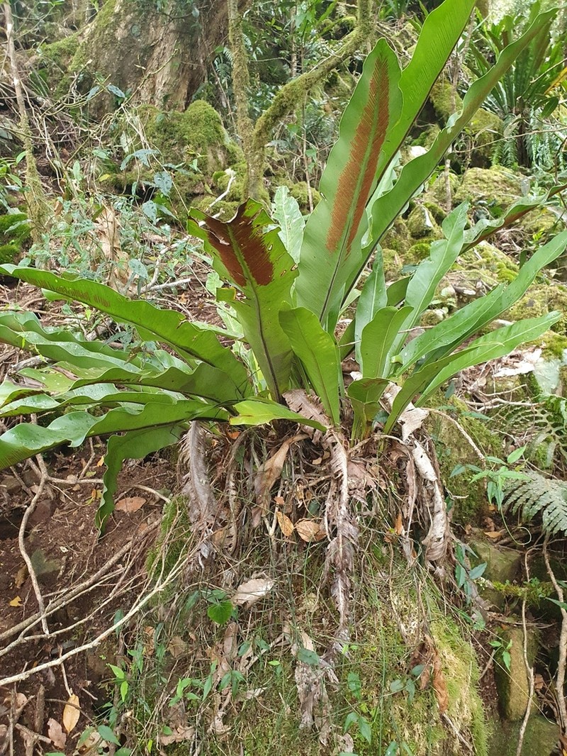 Asplenium harmanii photo 3
