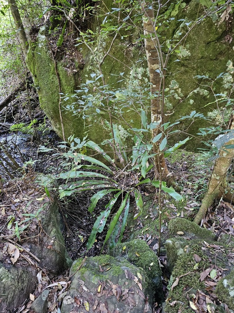 Asplenium harmanii photo 4