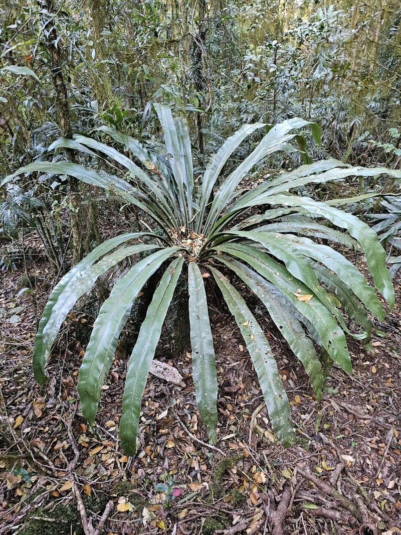 Asplenium harmanii photo 6