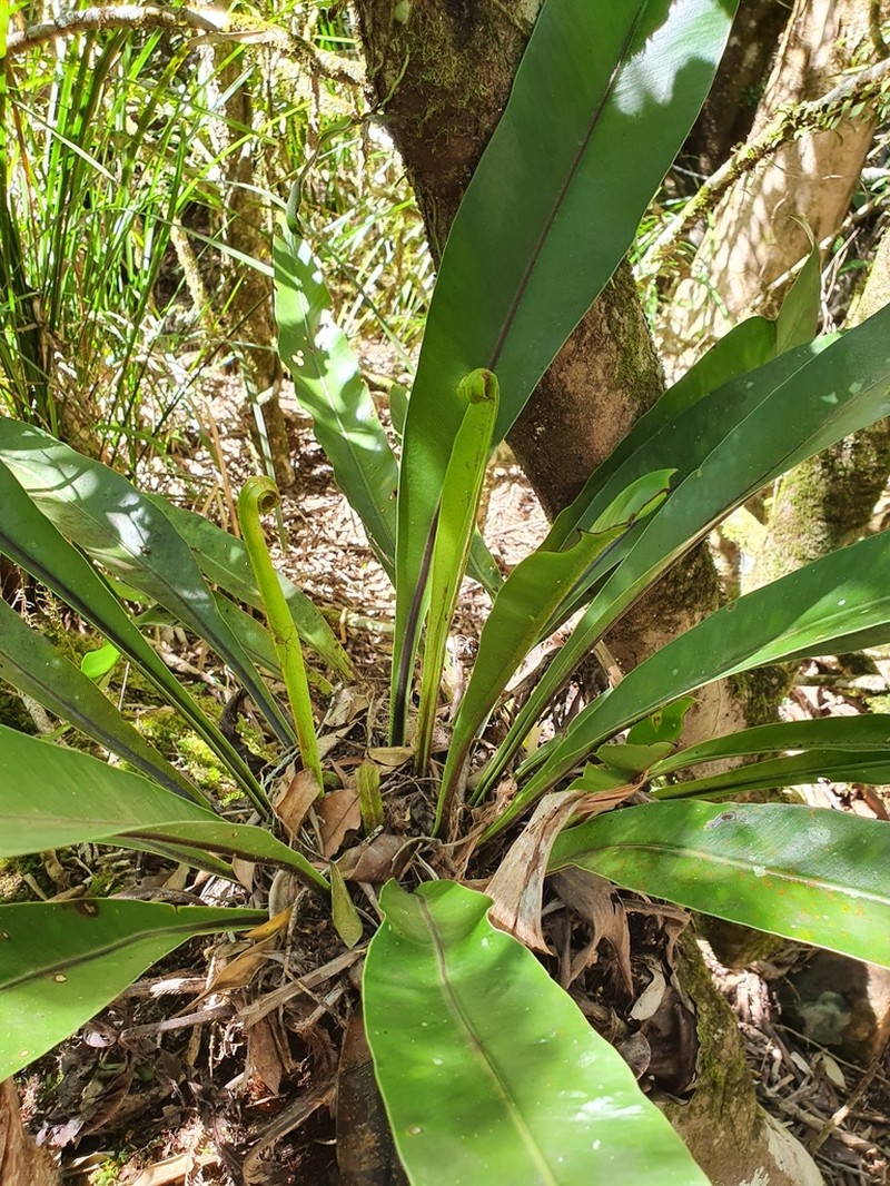 Asplenium harmanii photo 7
