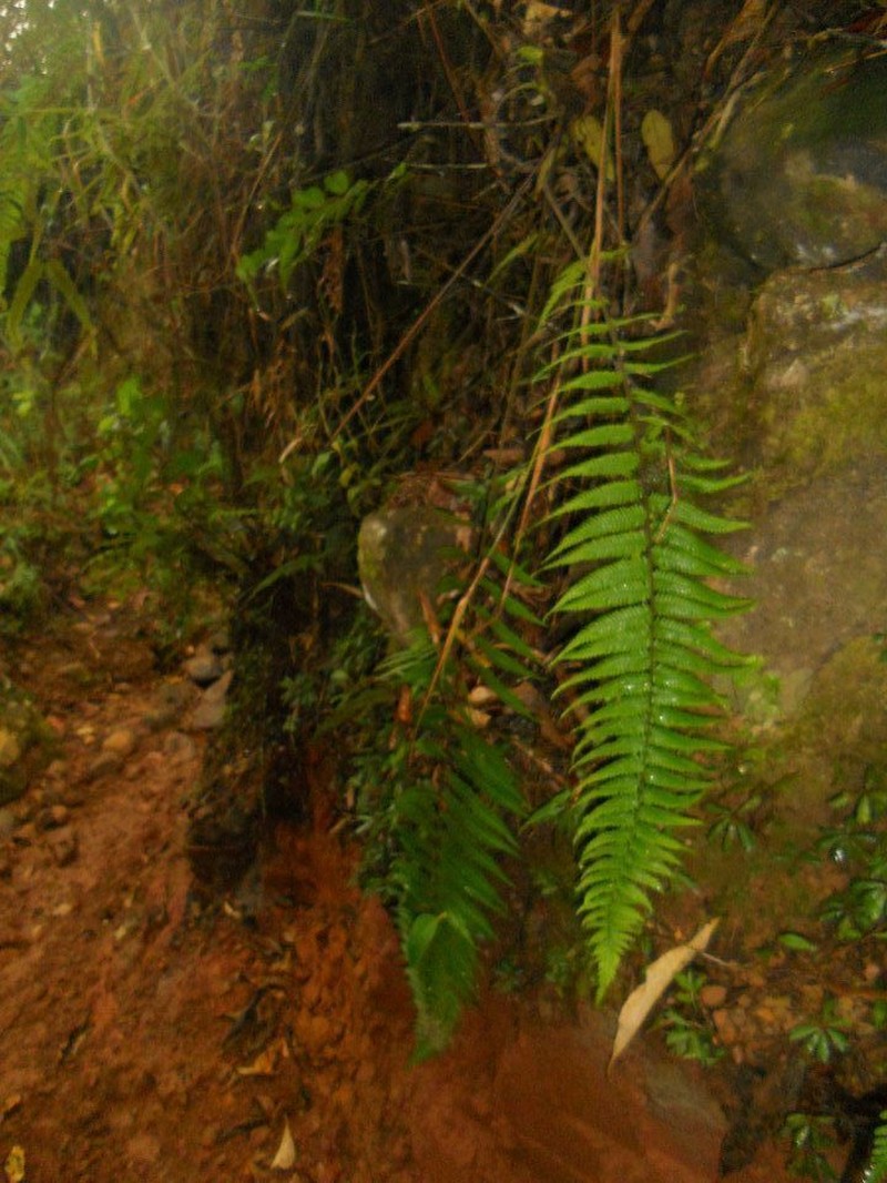 Asplenium harpeodes photo 2