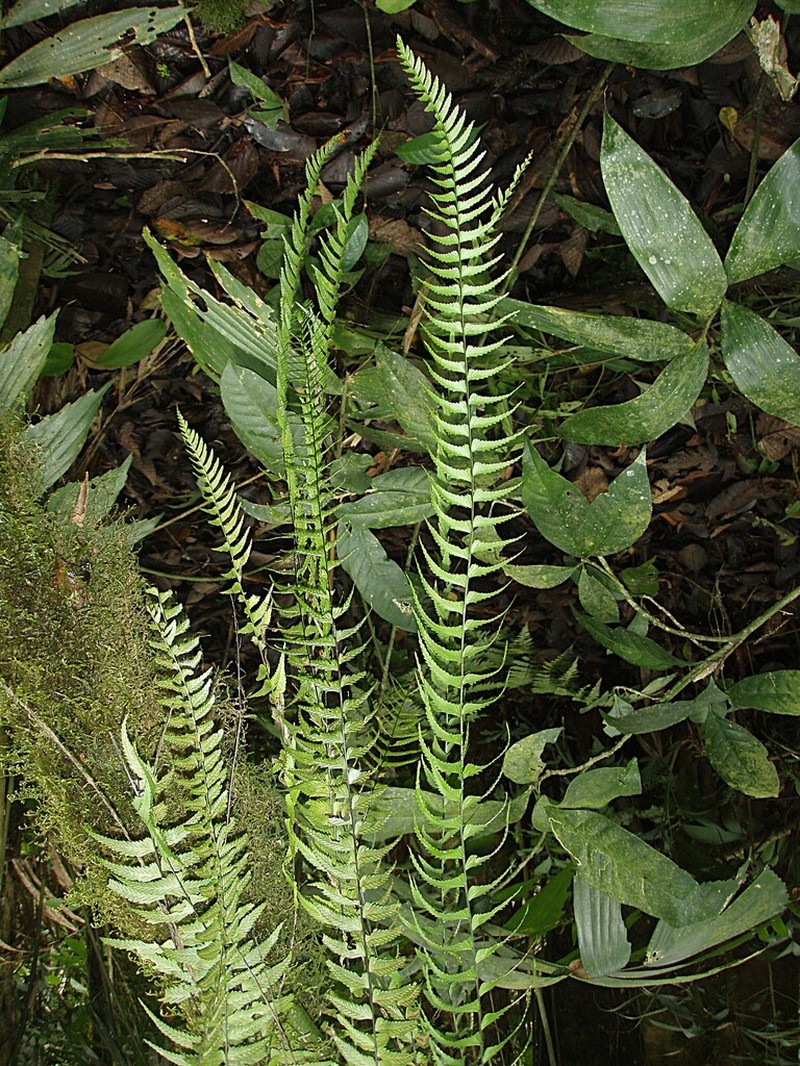 Asplenium harpeodes photo 3