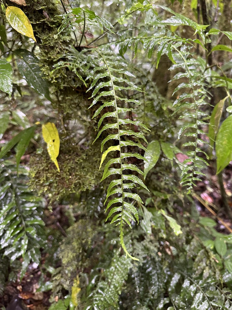 Asplenium harpeodes photo 4