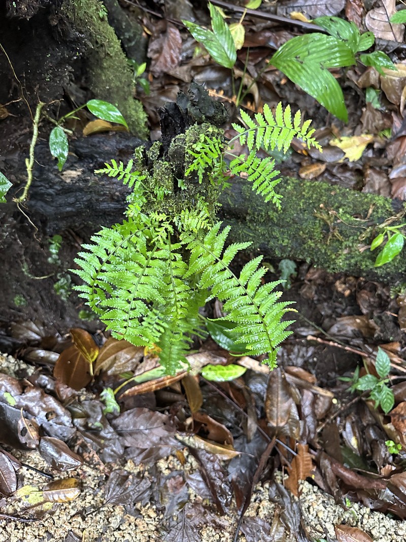 Asplenium harpeodes photo 5