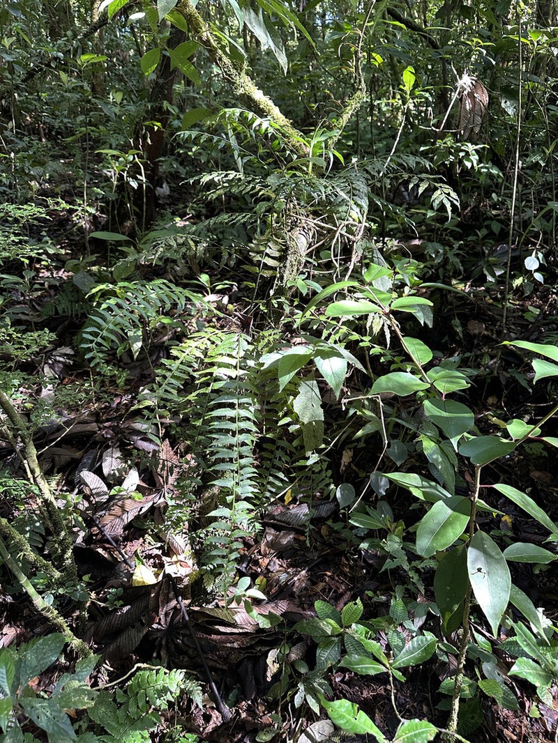 Asplenium harpeodes photo 6