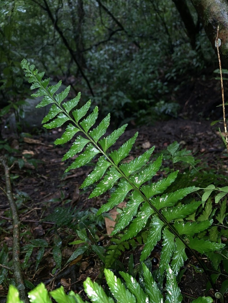 Asplenium harpeodes photo 7