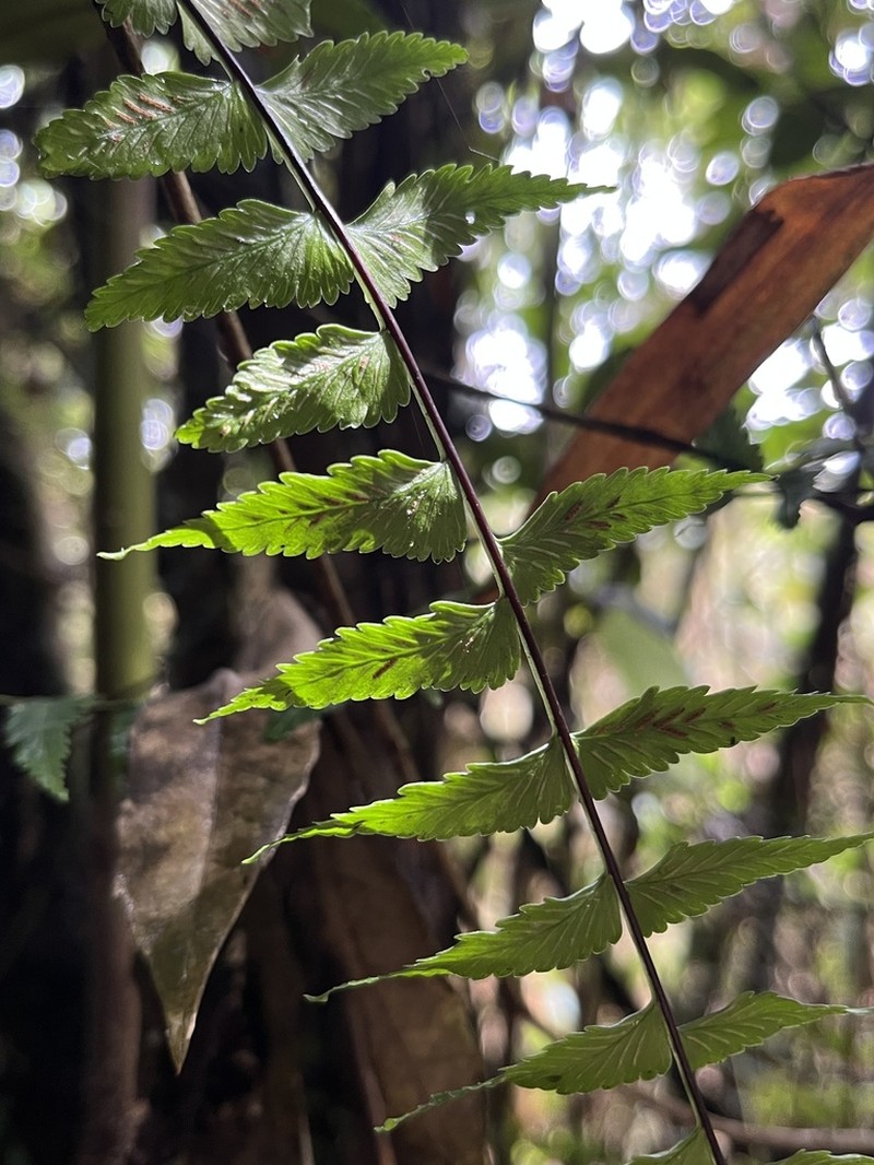 Asplenium harpeodes photo 8