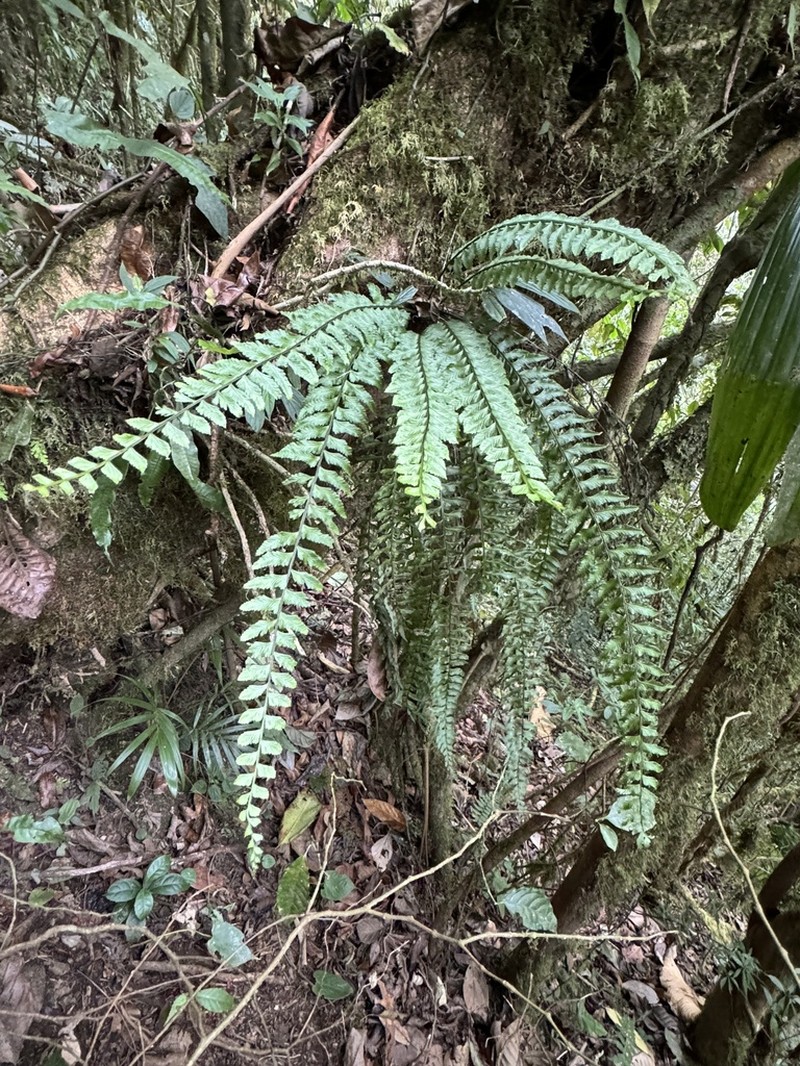 Asplenium harpeodes