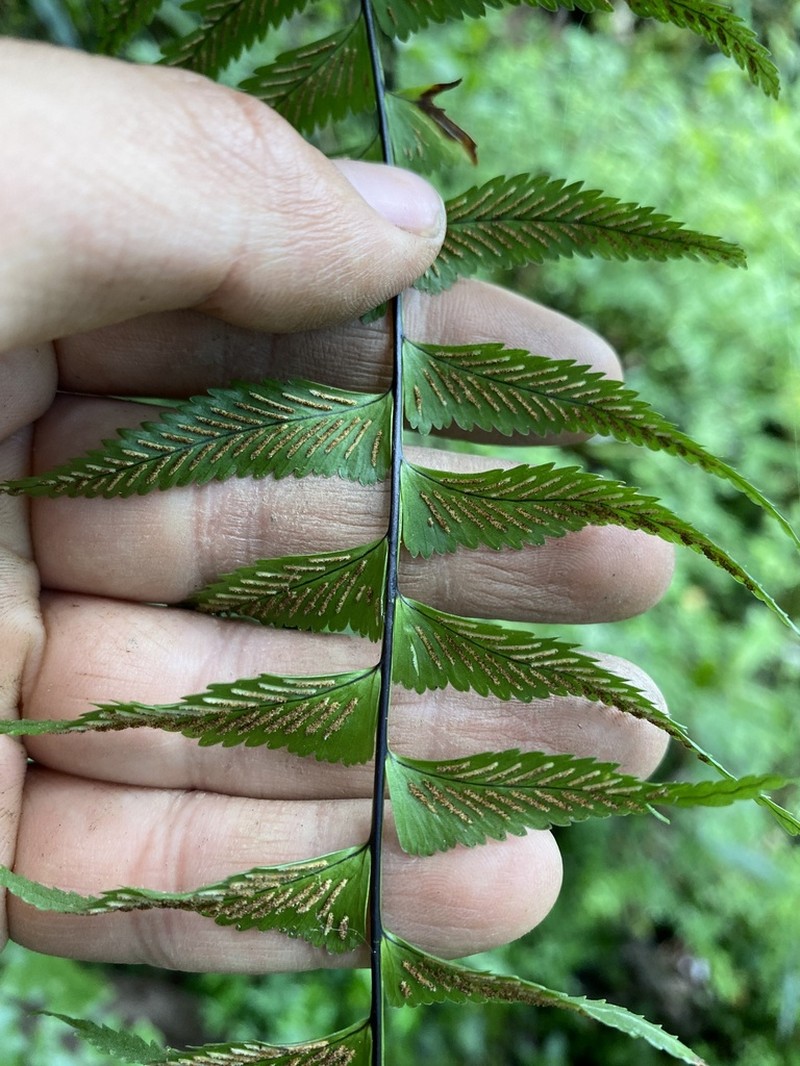 Asplenium harpeodes photo 2