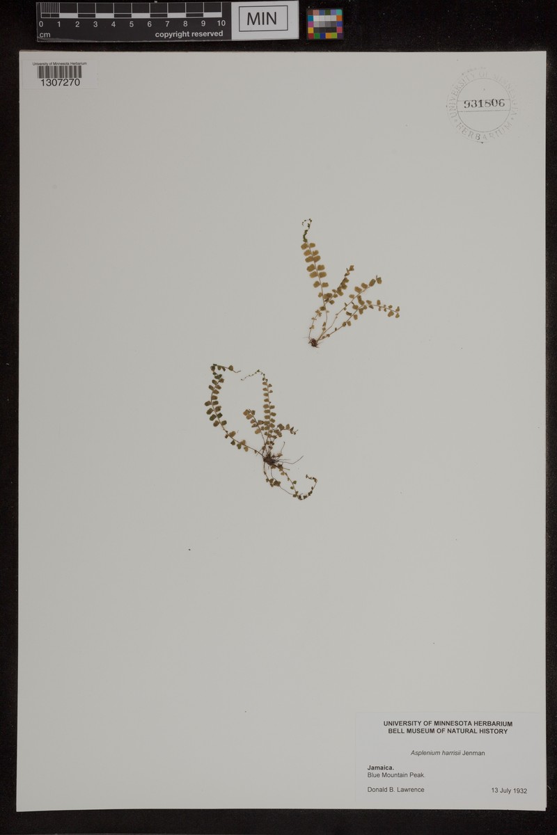 Asplenium harrisii