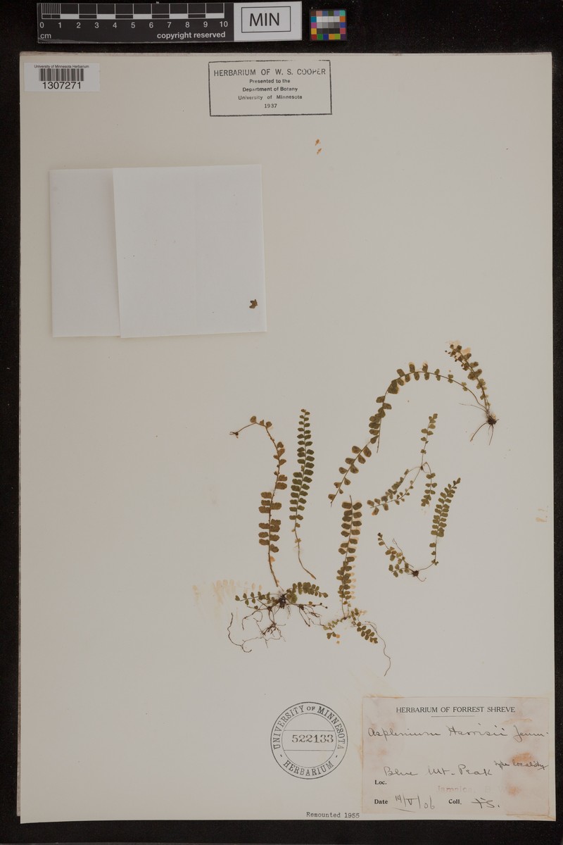 Asplenium harrisii photo 6