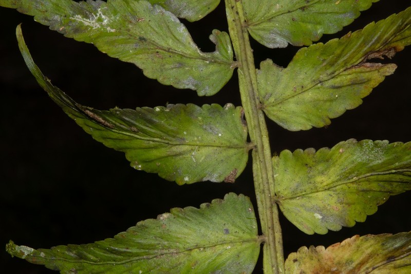 Asplenium hastatum