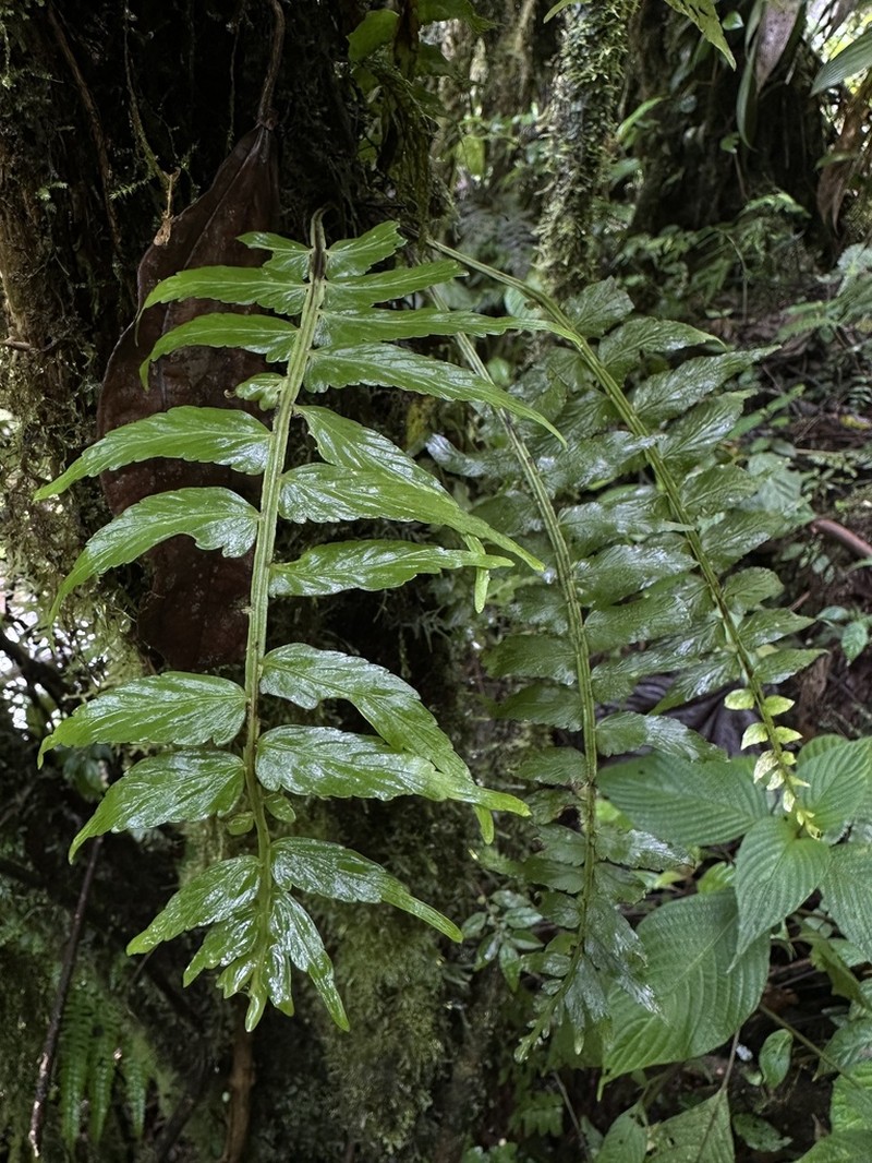 Asplenium hastatum photo 2
