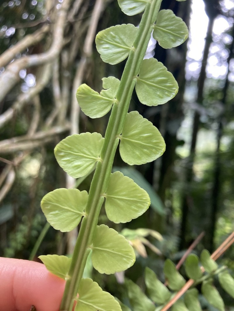 Asplenium hastatum photo 3