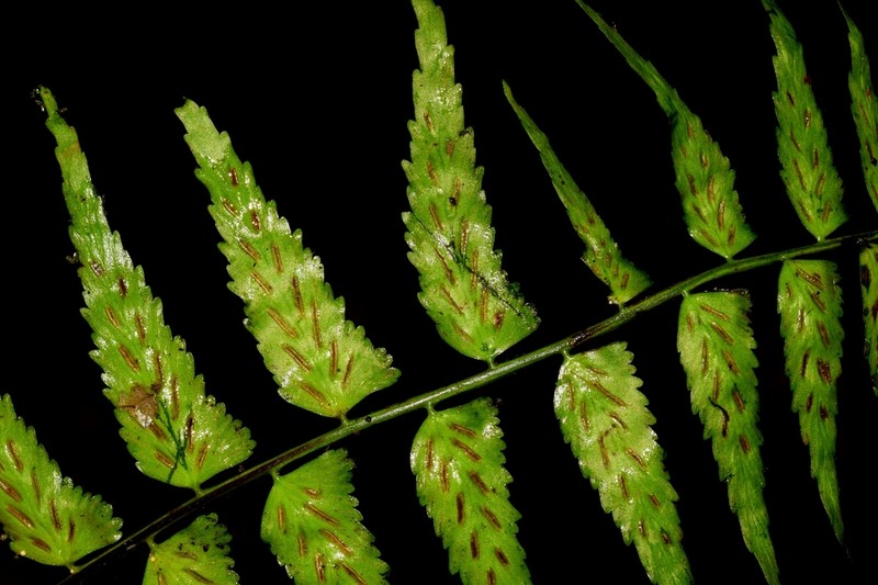 Asplenium hastatum photo 4