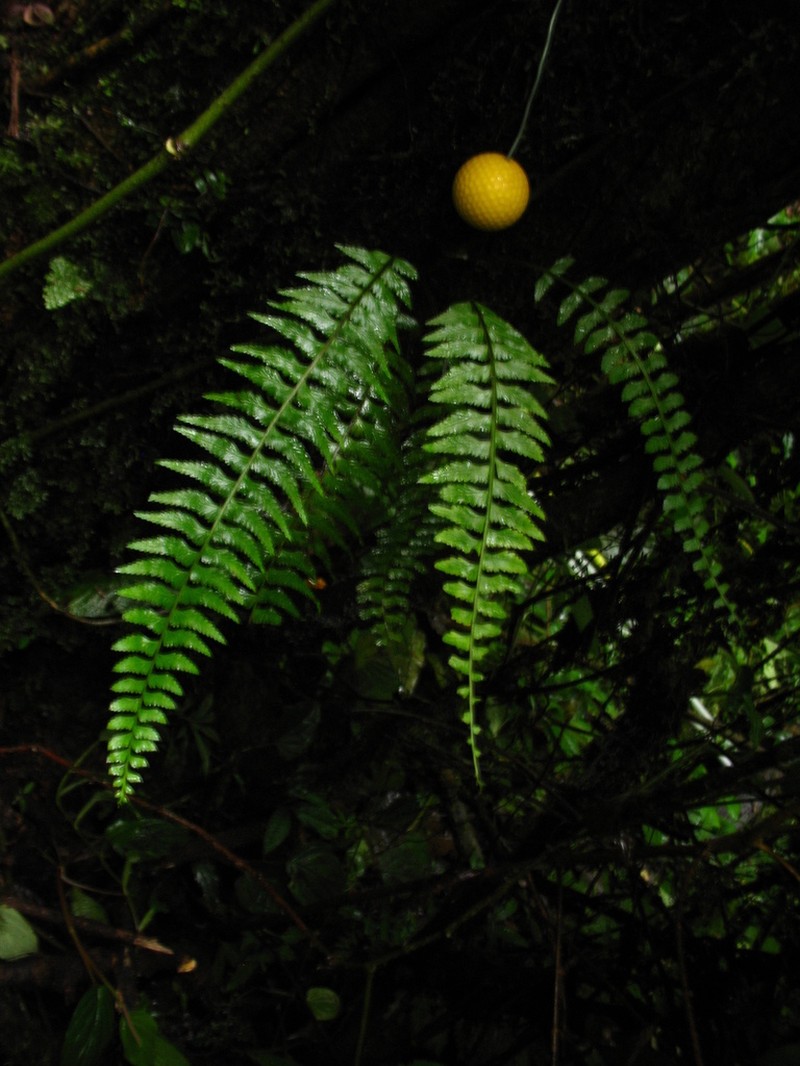 Asplenium hastatum photo 5