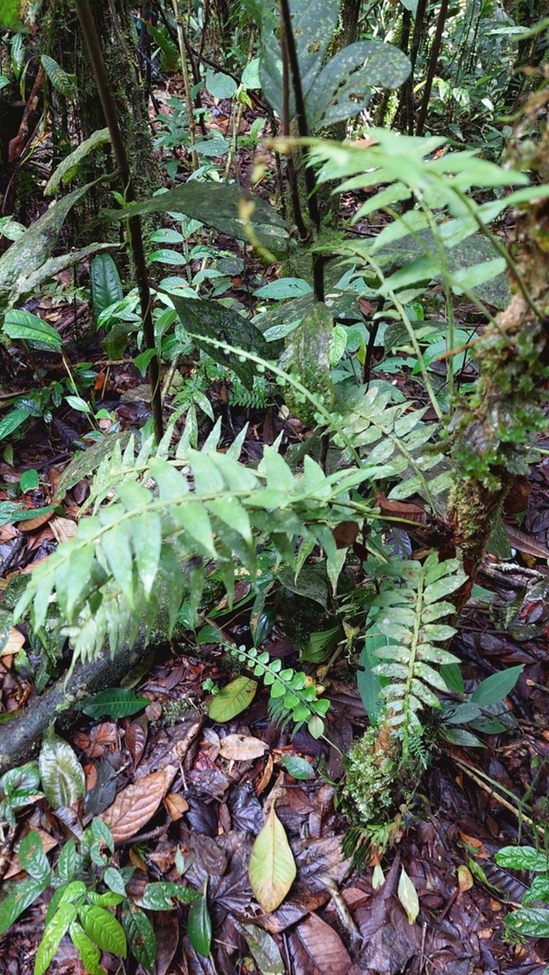 Asplenium hastatum photo 6