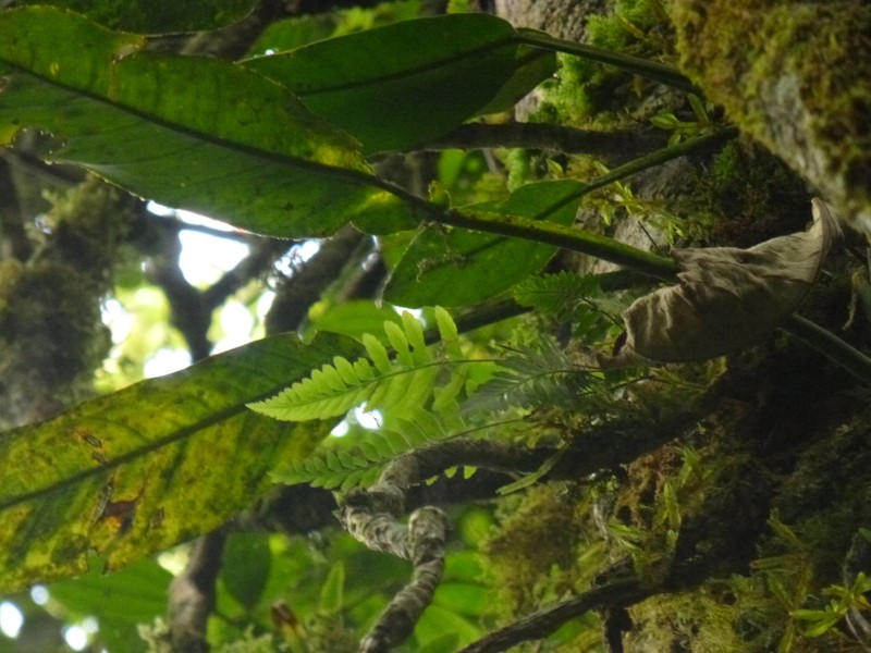 Asplenium hastatum photo 7