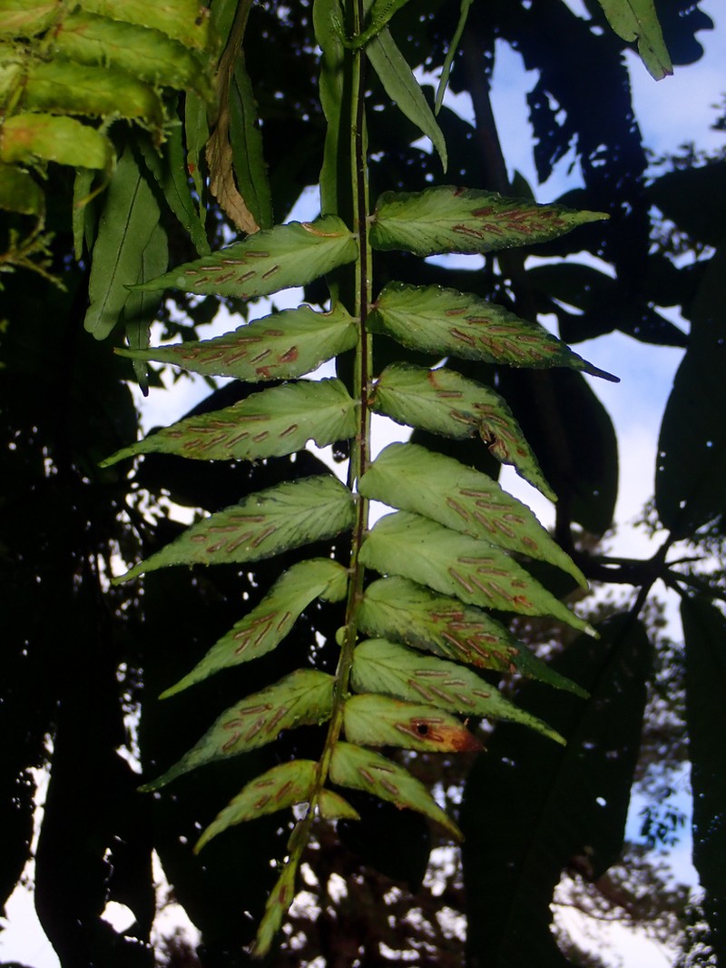 Asplenium hastatum photo 8
