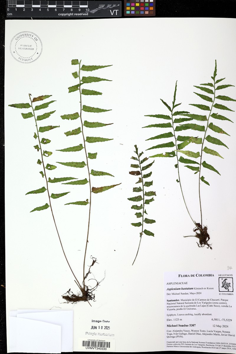 Asplenium hastatum