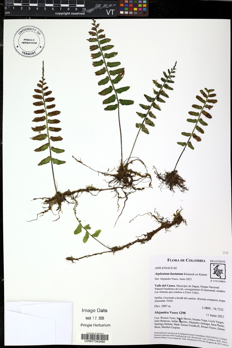 Asplenium hastatum photo 2