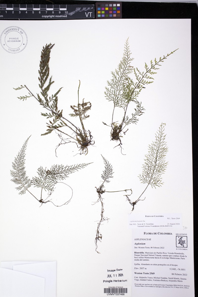 Asplenium hastatum photo 3