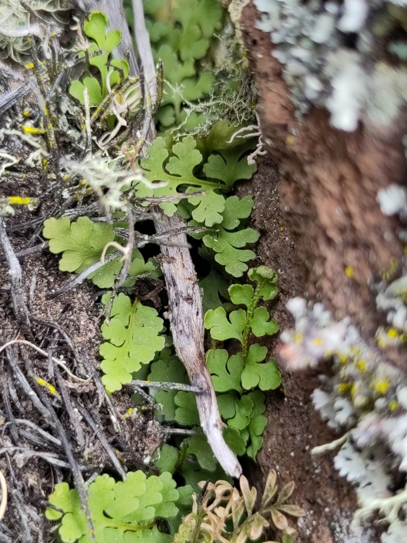 Asplenium haughtonii
