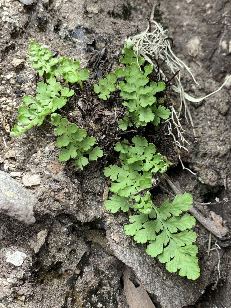 Asplenium haughtonii photo 2