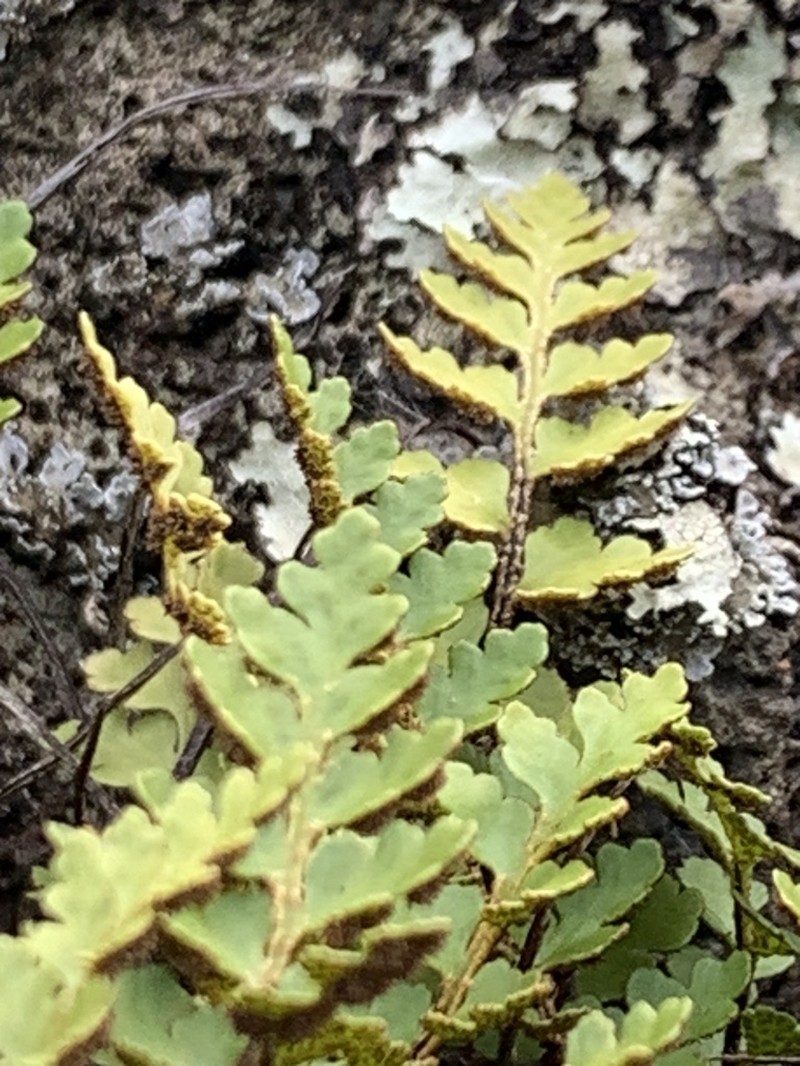 Asplenium haughtonii photo 3