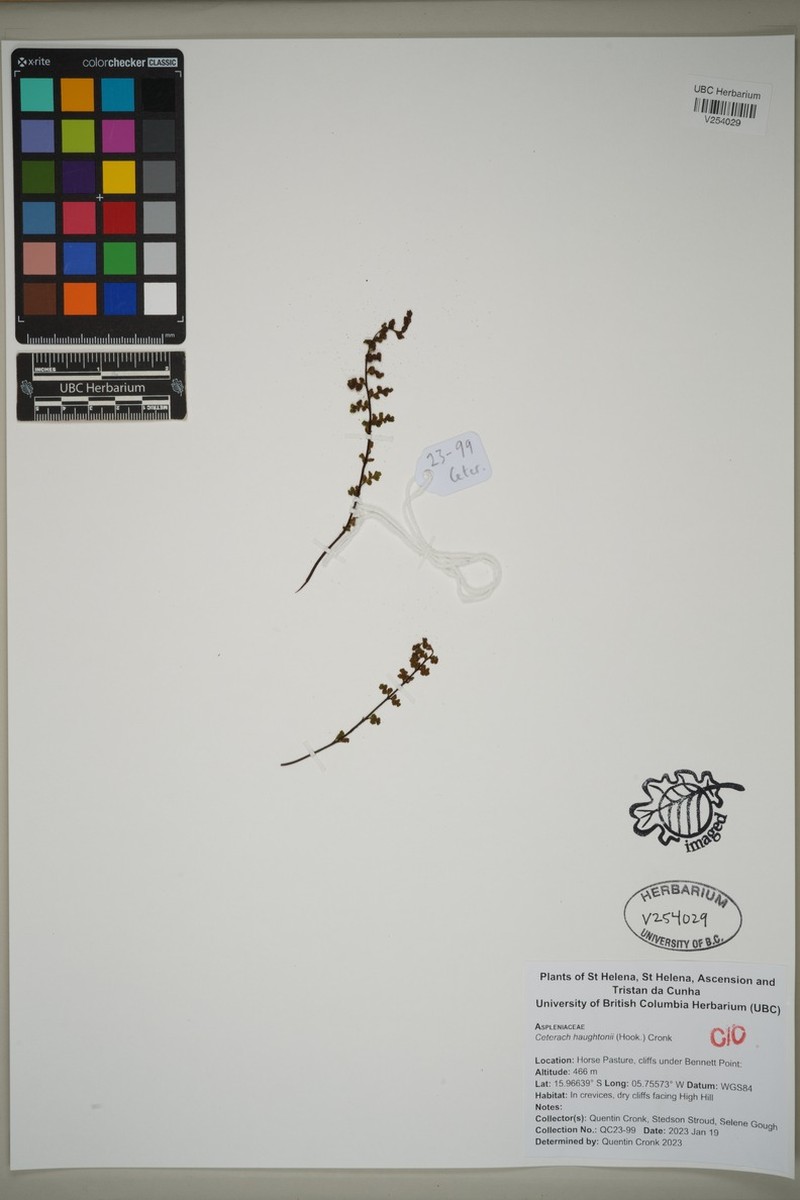 Asplenium haughtonii photo 4