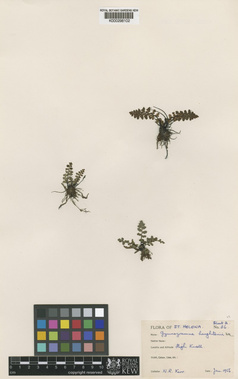 Asplenium haughtonii photo 5