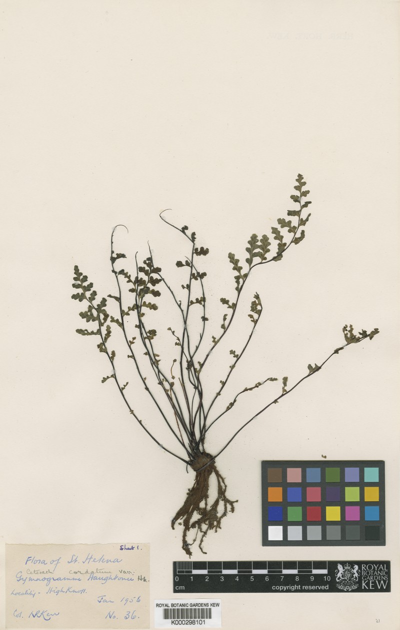 Asplenium haughtonii photo 6