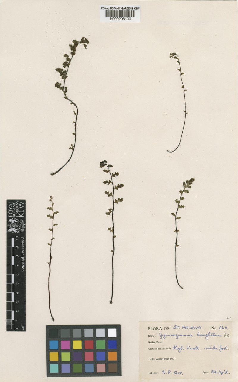 Asplenium haughtonii photo 7