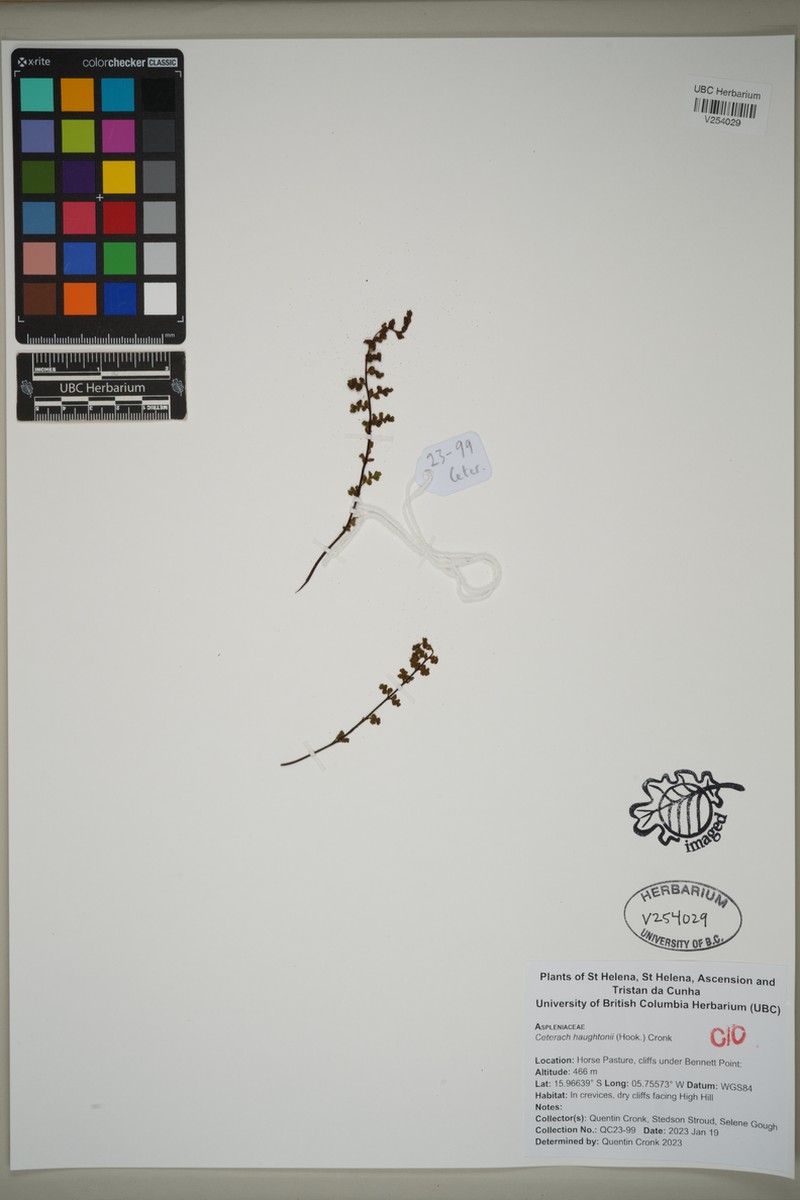 Asplenium haughtonii