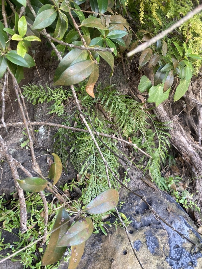 Asplenium haurakiense