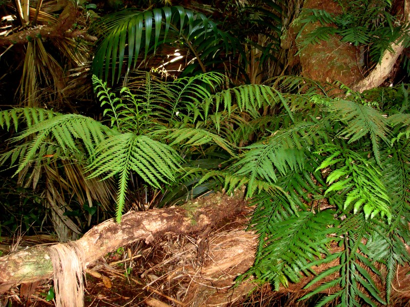 Asplenium haurakiense photo 2