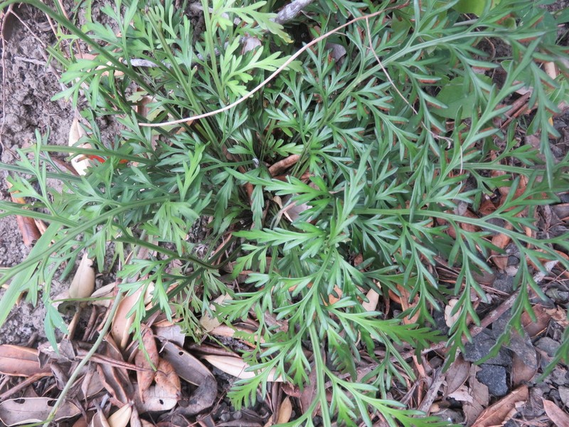 Asplenium haurakiense photo 3