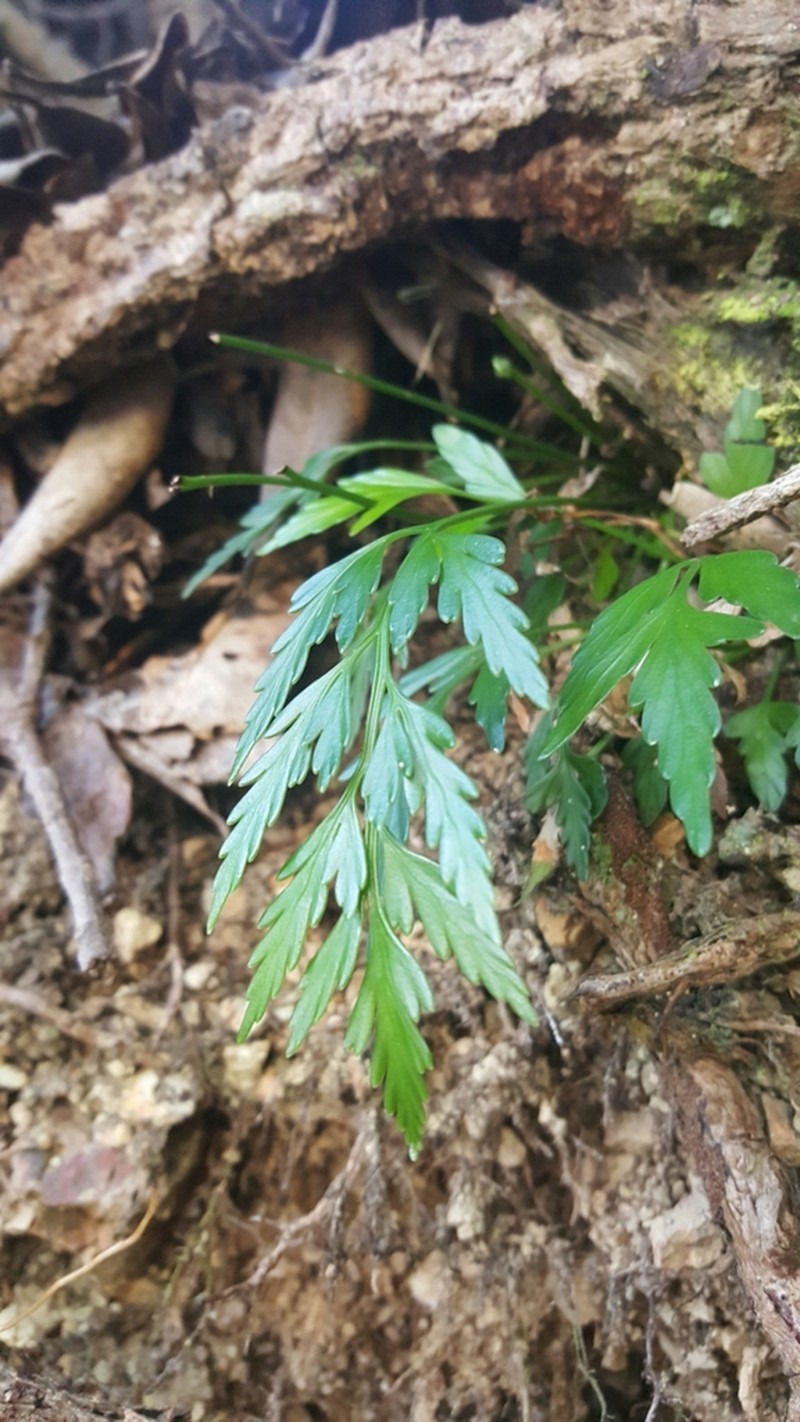 Asplenium haurakiense photo 4