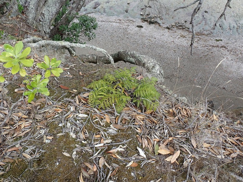 Asplenium haurakiense photo 5